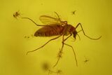 Fossil Fly (Diptera) In Baltic Amber #170097-2